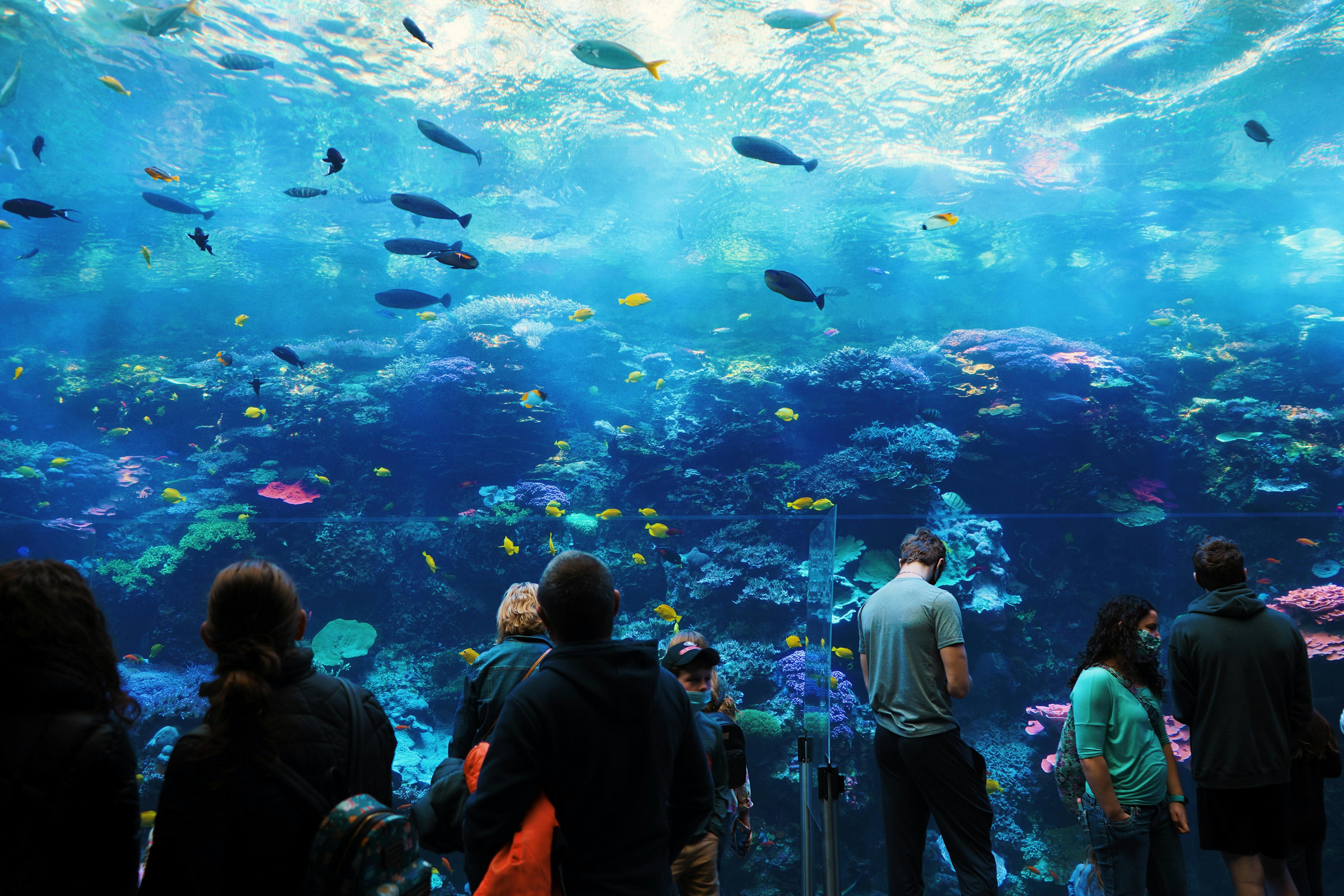The Aquarium of the Pacific